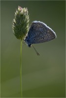 Aricia agetis 01 (2017)