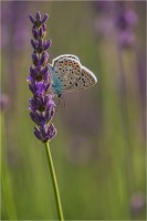 Aricia agetis 02 (2021)