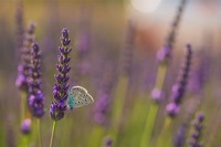 Aricia agetis 03 (2020)