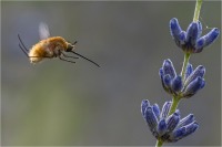 Bombylius major 01 (2021*)