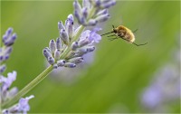 Bombylius major 02 (2021*)