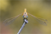 Dragonfly 02 (2022)