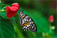 Papilio demodocus (2019)