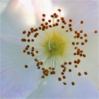 Wild Rose (2014)