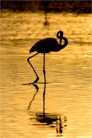 Fenicotteri al tramonto 1 (2016)
