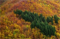 Orecchiella 01 (2021)