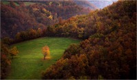 Orecchiella 02 (2020*)