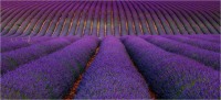 Provence 02 (2020)