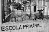 Escola primaria (2022)